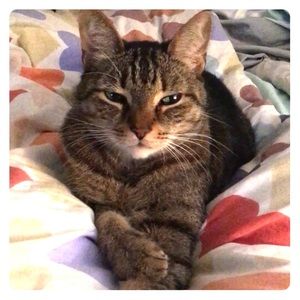 I was just thinking about pawwwsome clothes....